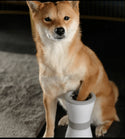 pets